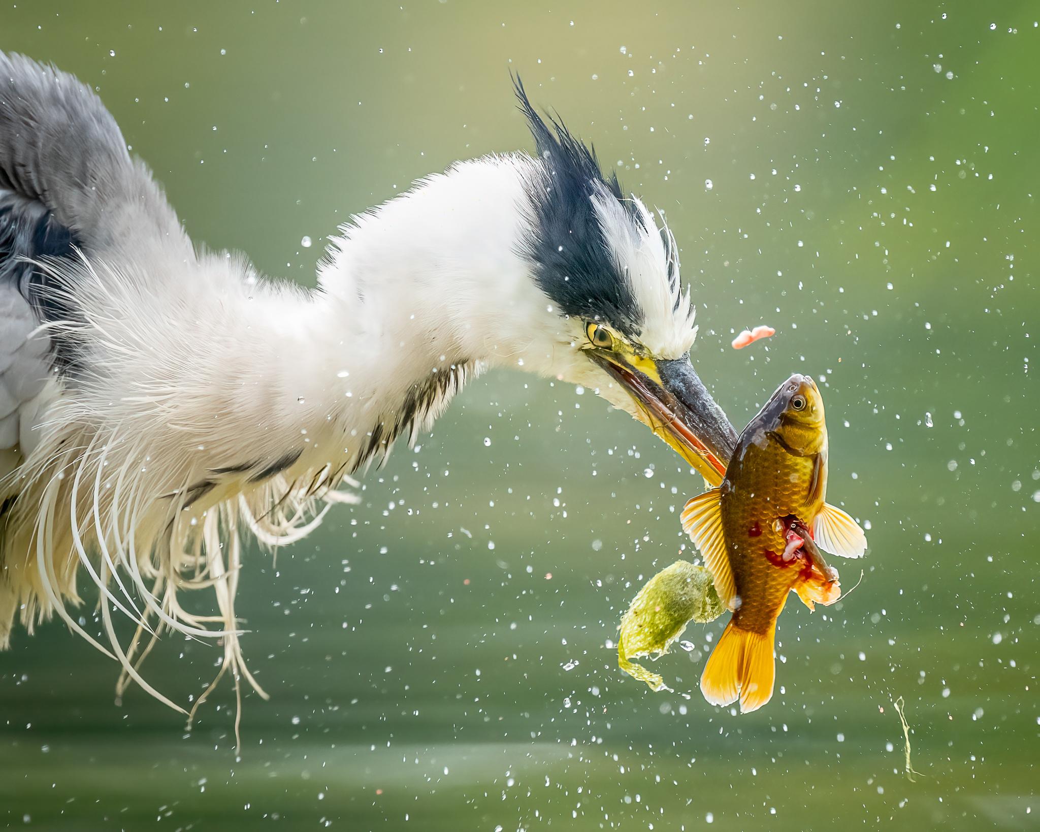 Grey Heron