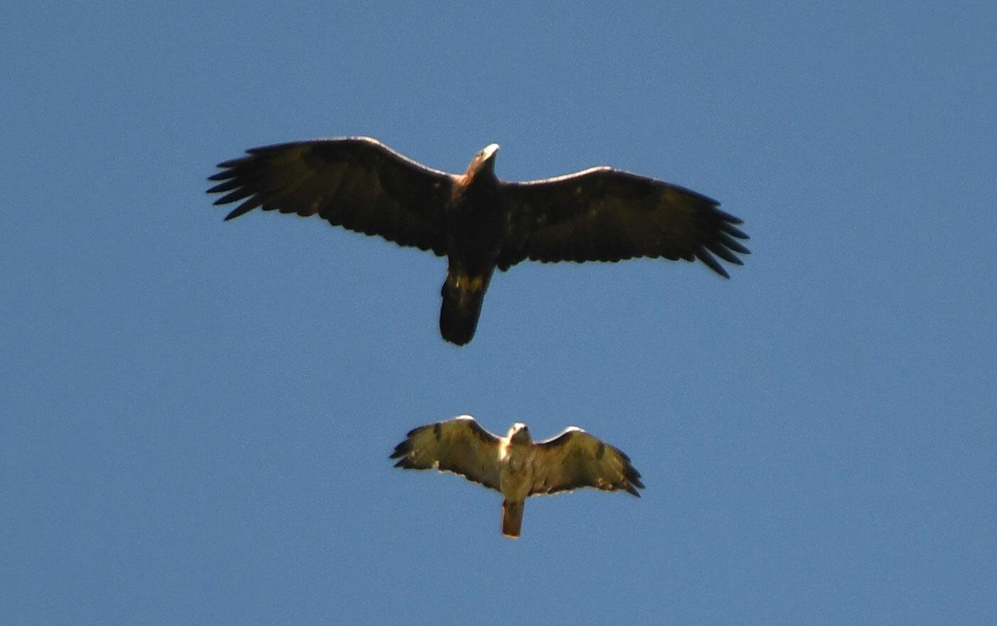 Águila real