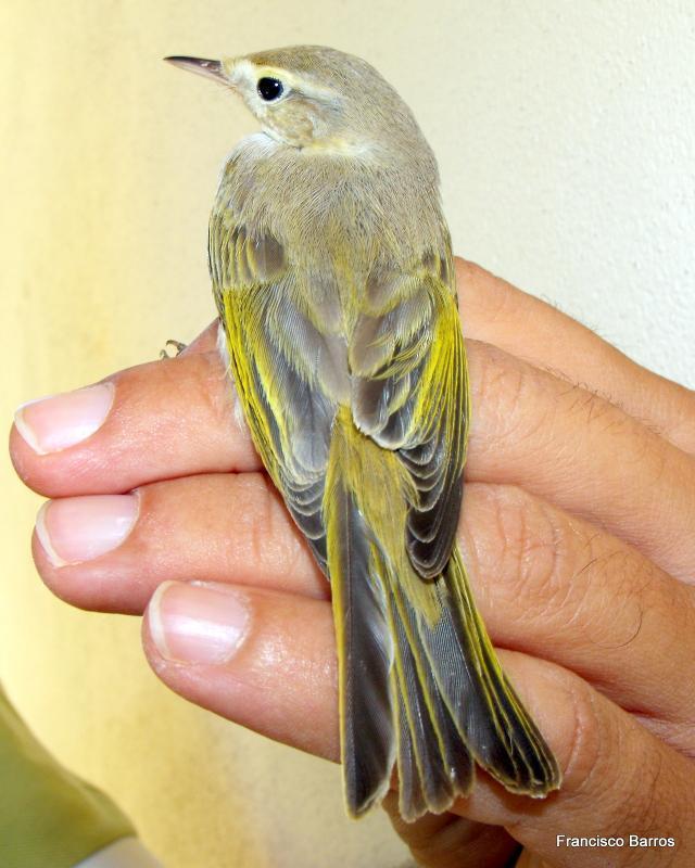 Mosquitero Papialbo