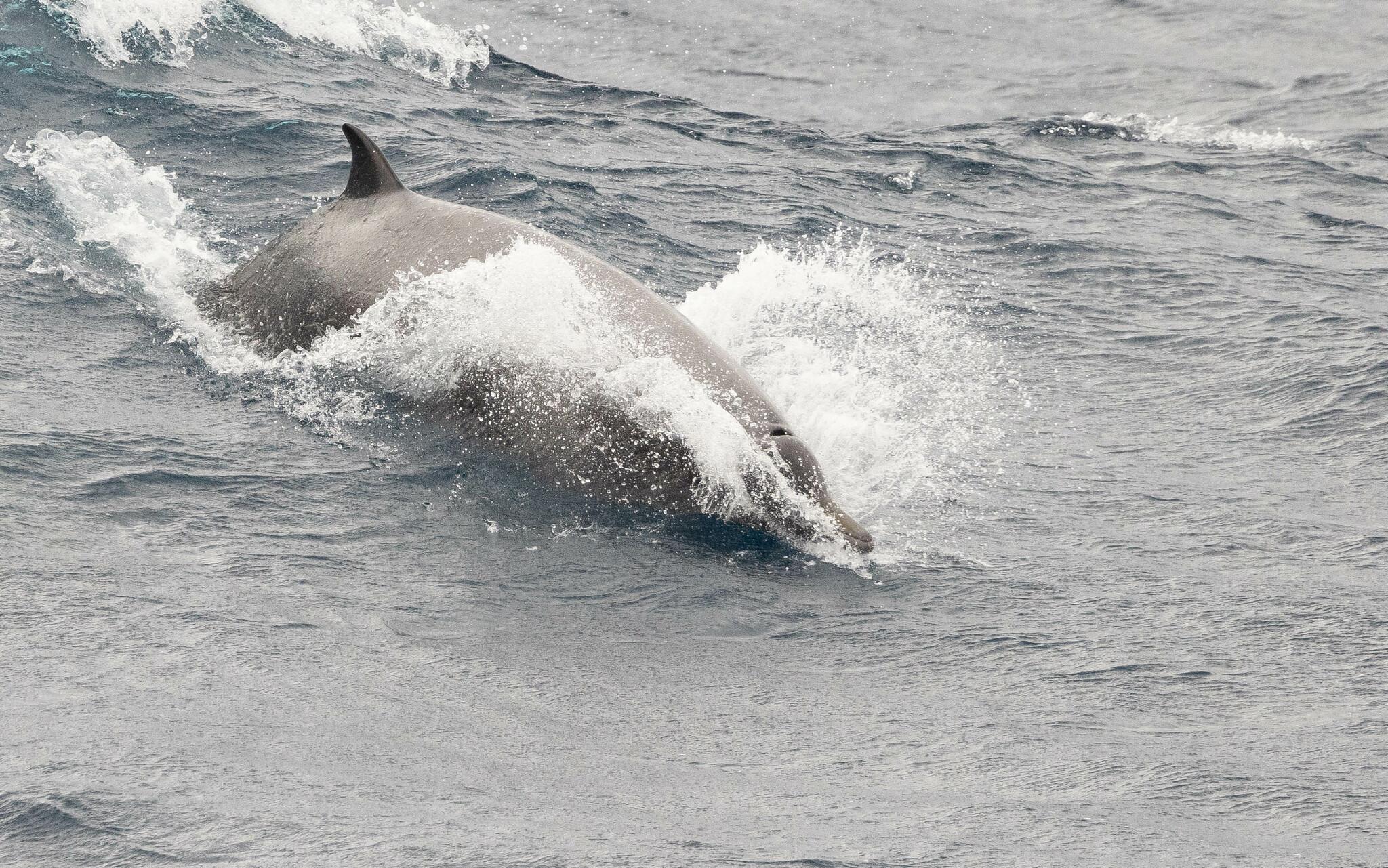 North Atlantic Beaked Whale