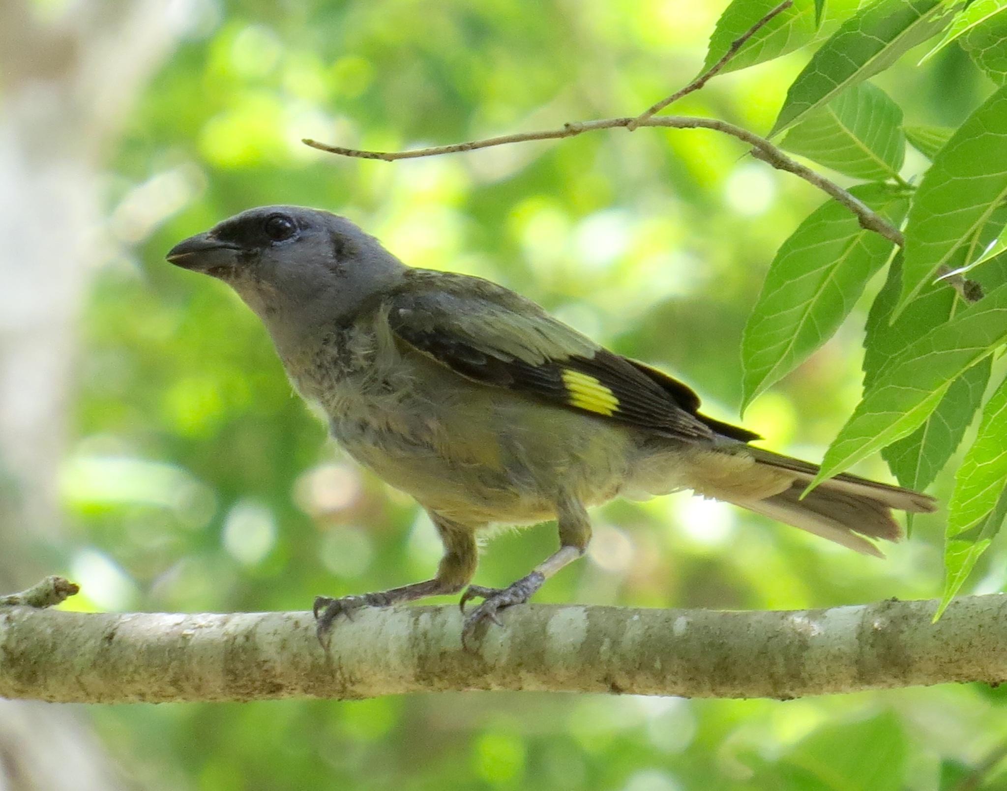 Yellow-winged Tanager