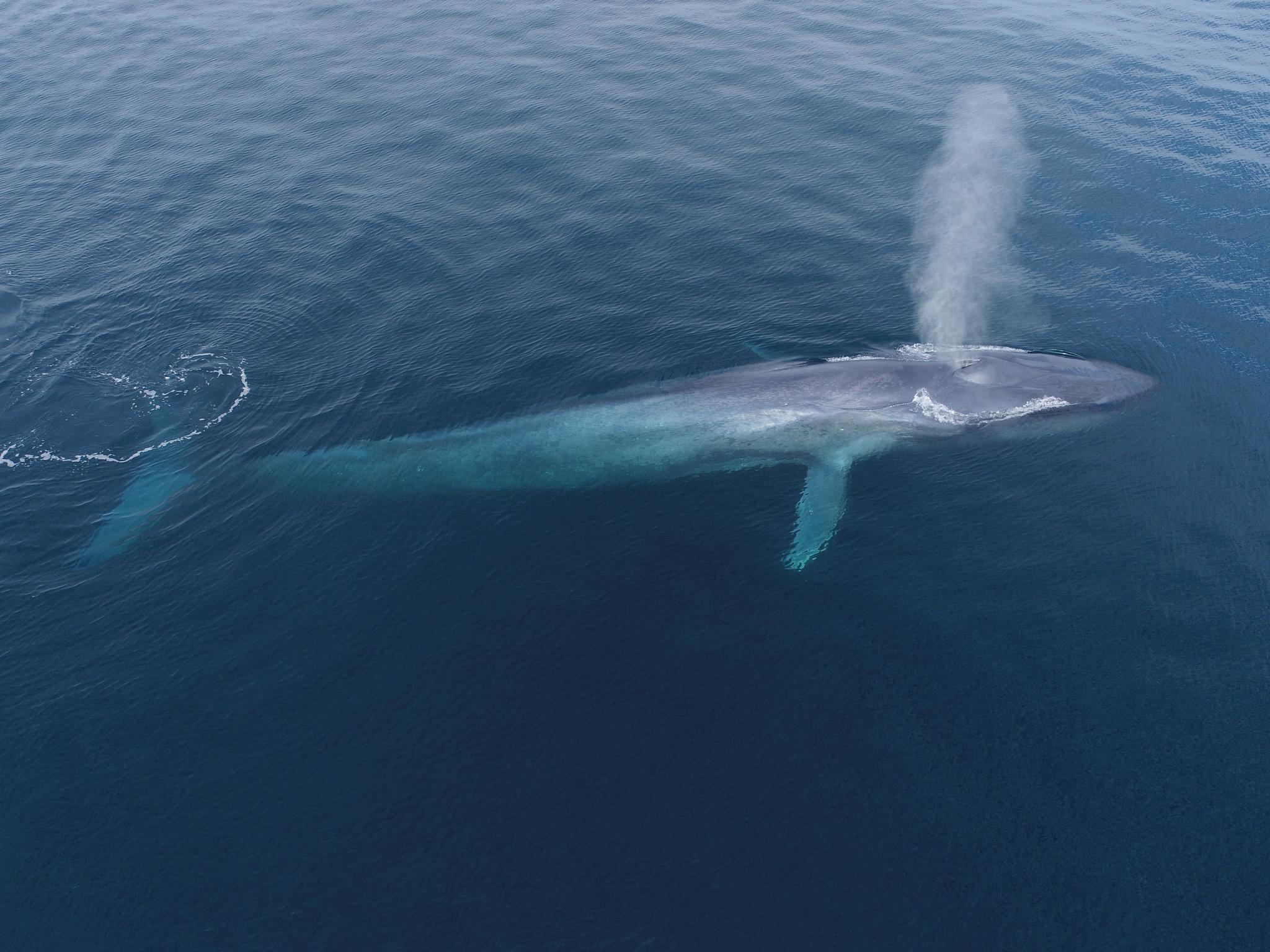 Ballena azul