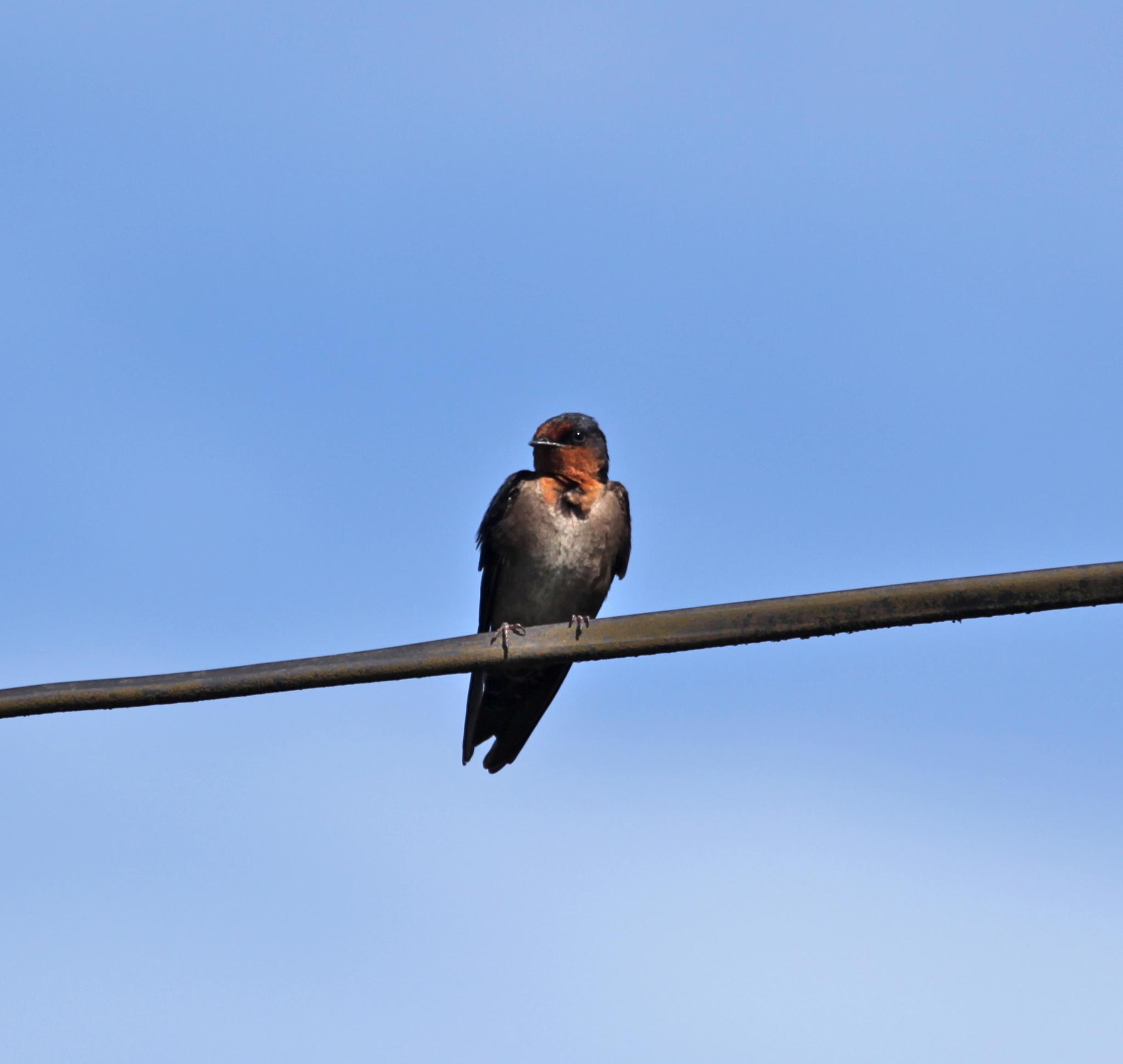 Golondrina de Los Nilgiri