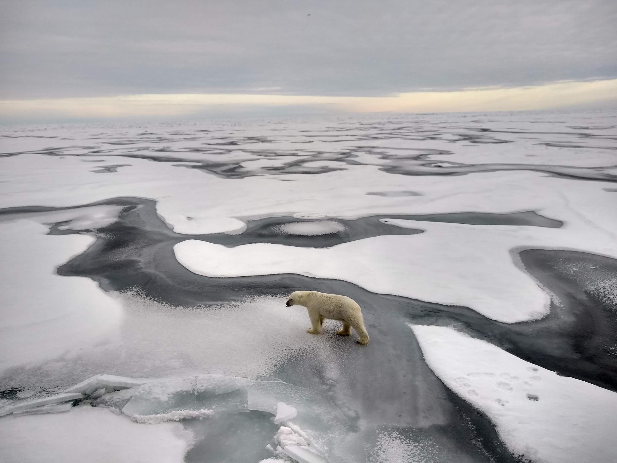 Oso Polar