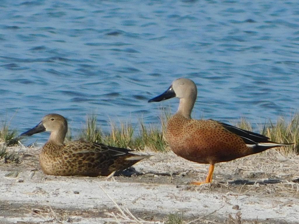 Pato pico cuchara