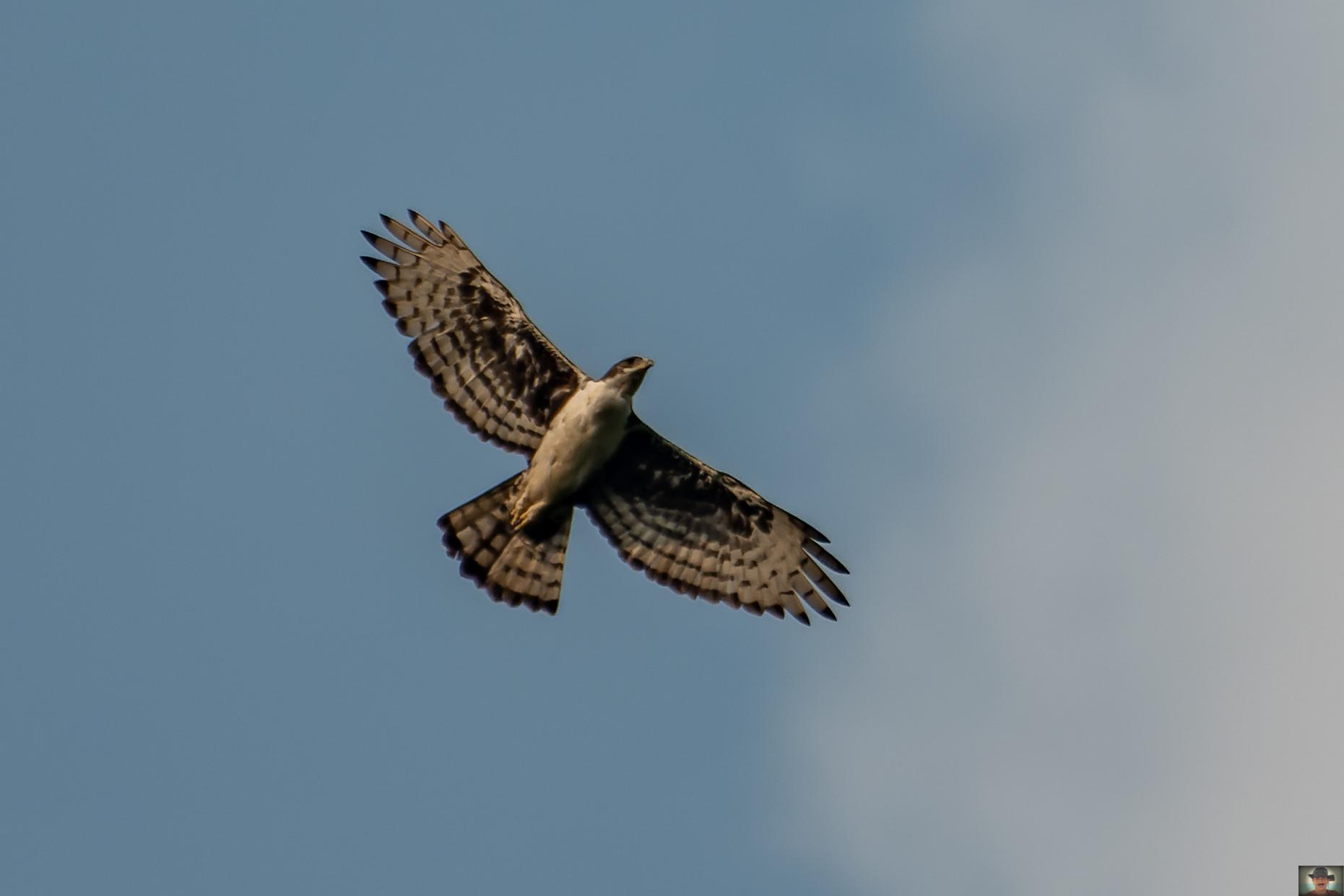 Águila congoleña