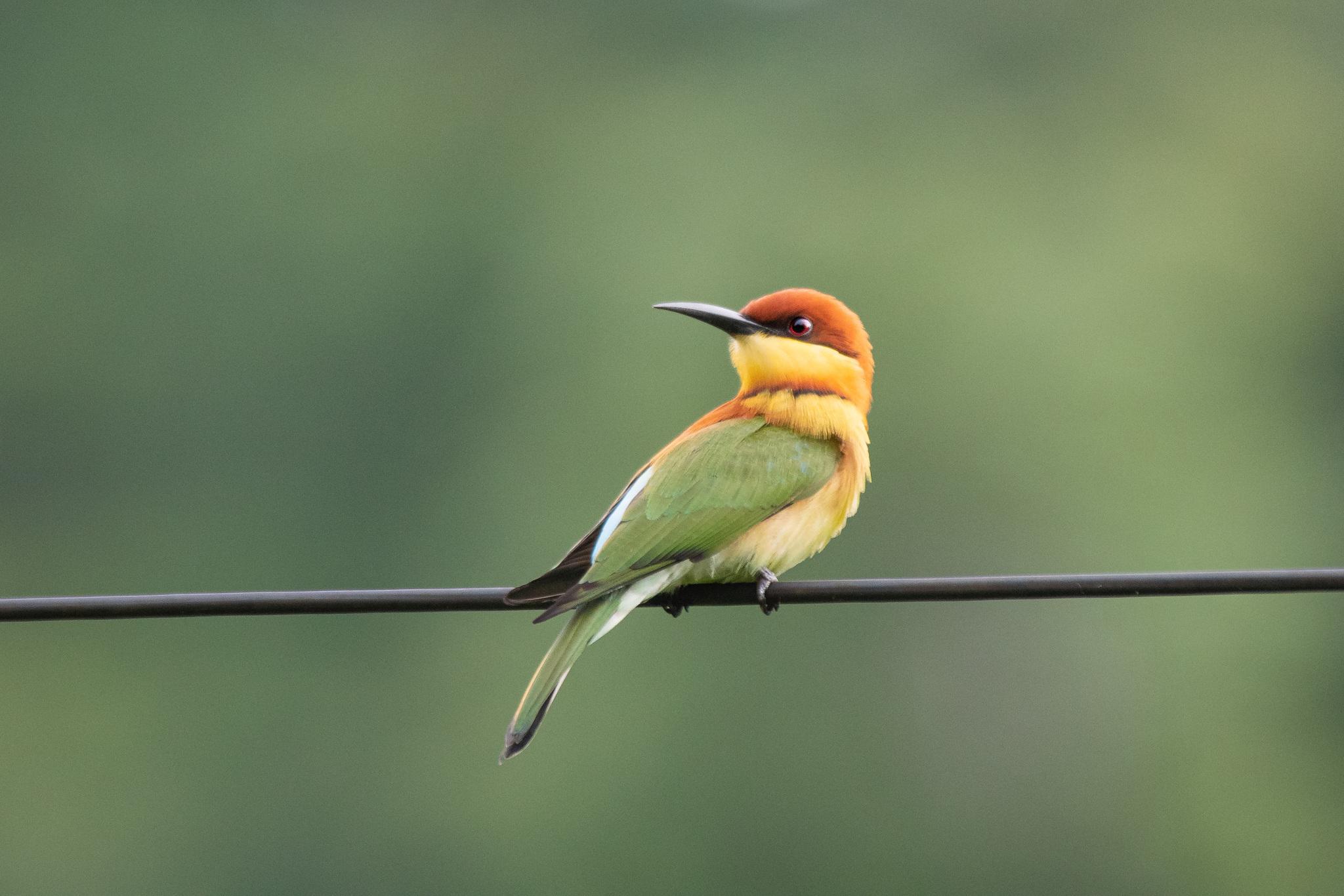Abejaruco Cabecirrufo