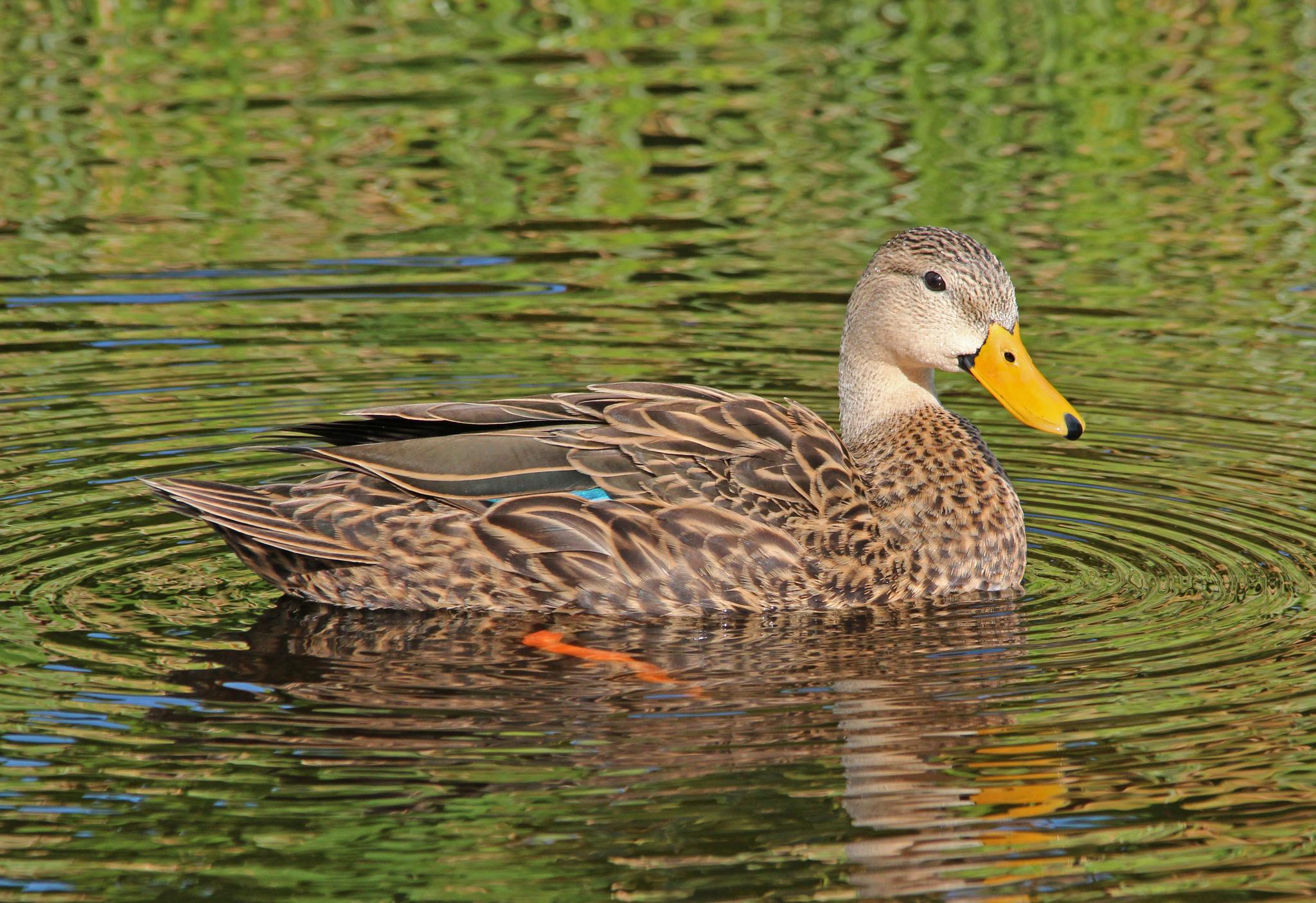 Pato tejano