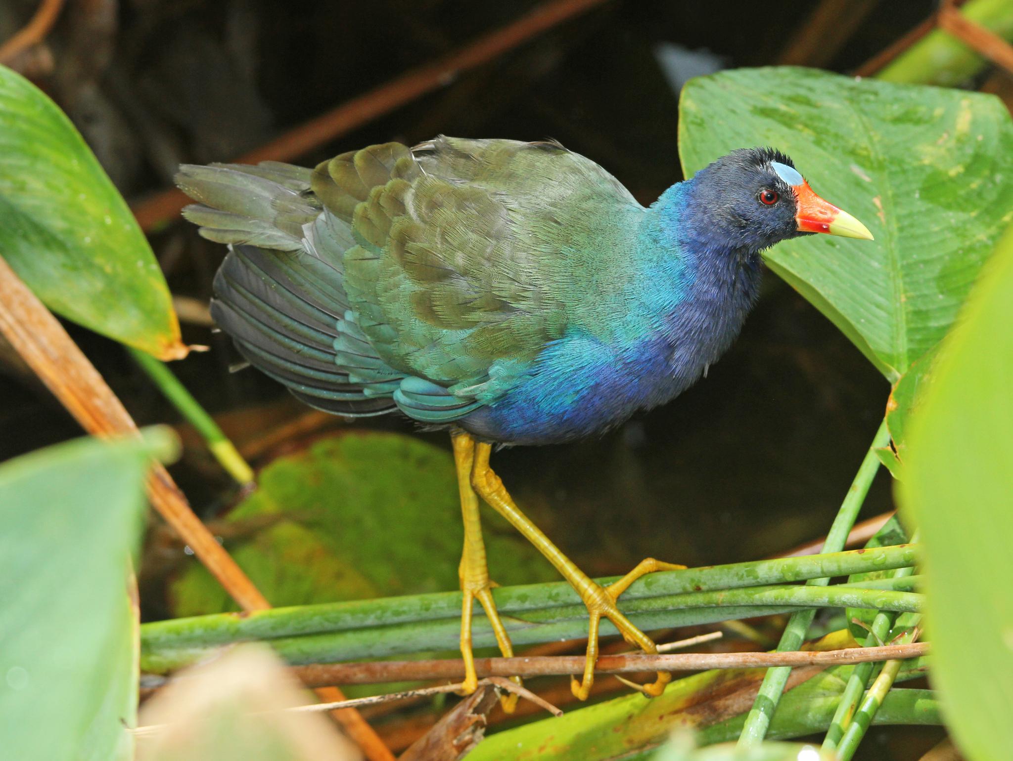 Gallineta morada