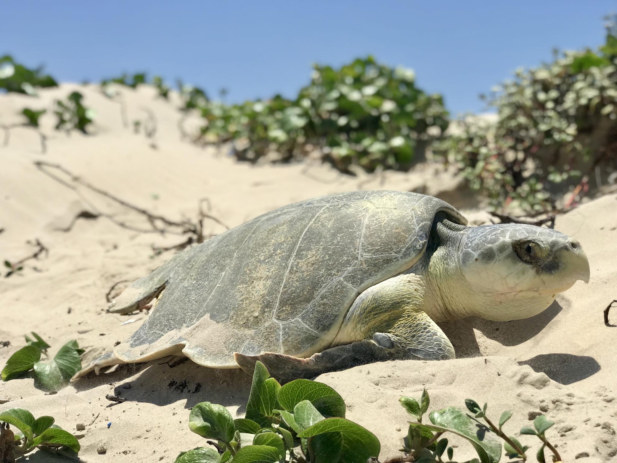Tortuga lora