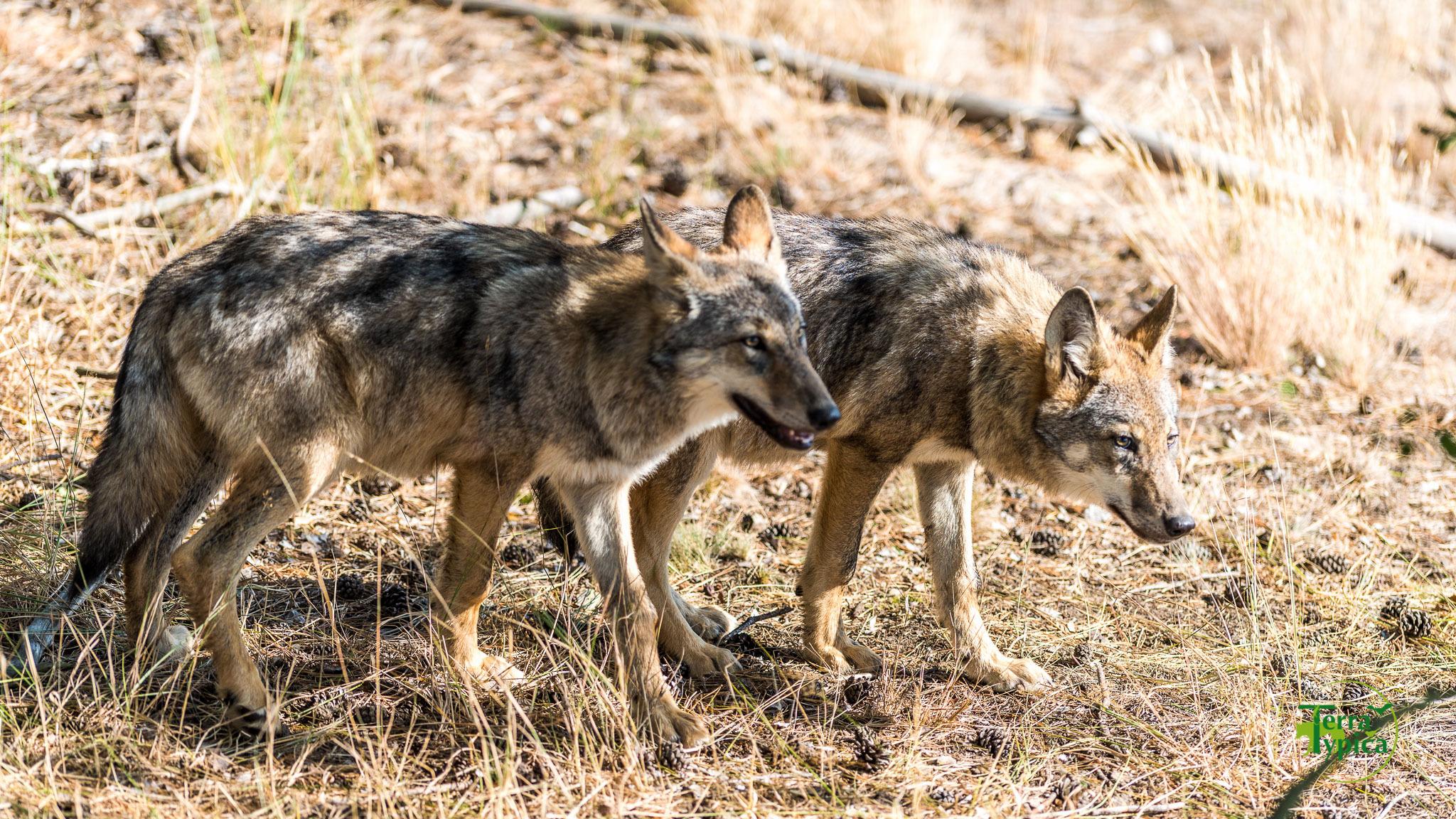 Lobo gris