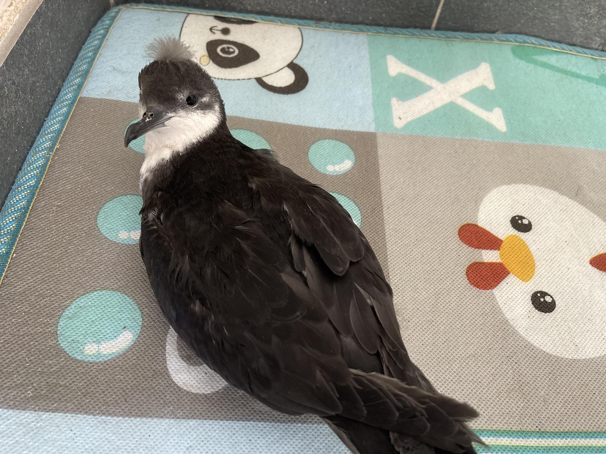 Puffinus bailloni