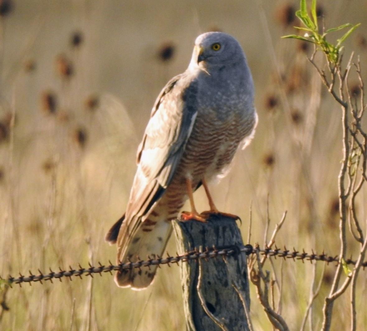 Aguilucho vari
