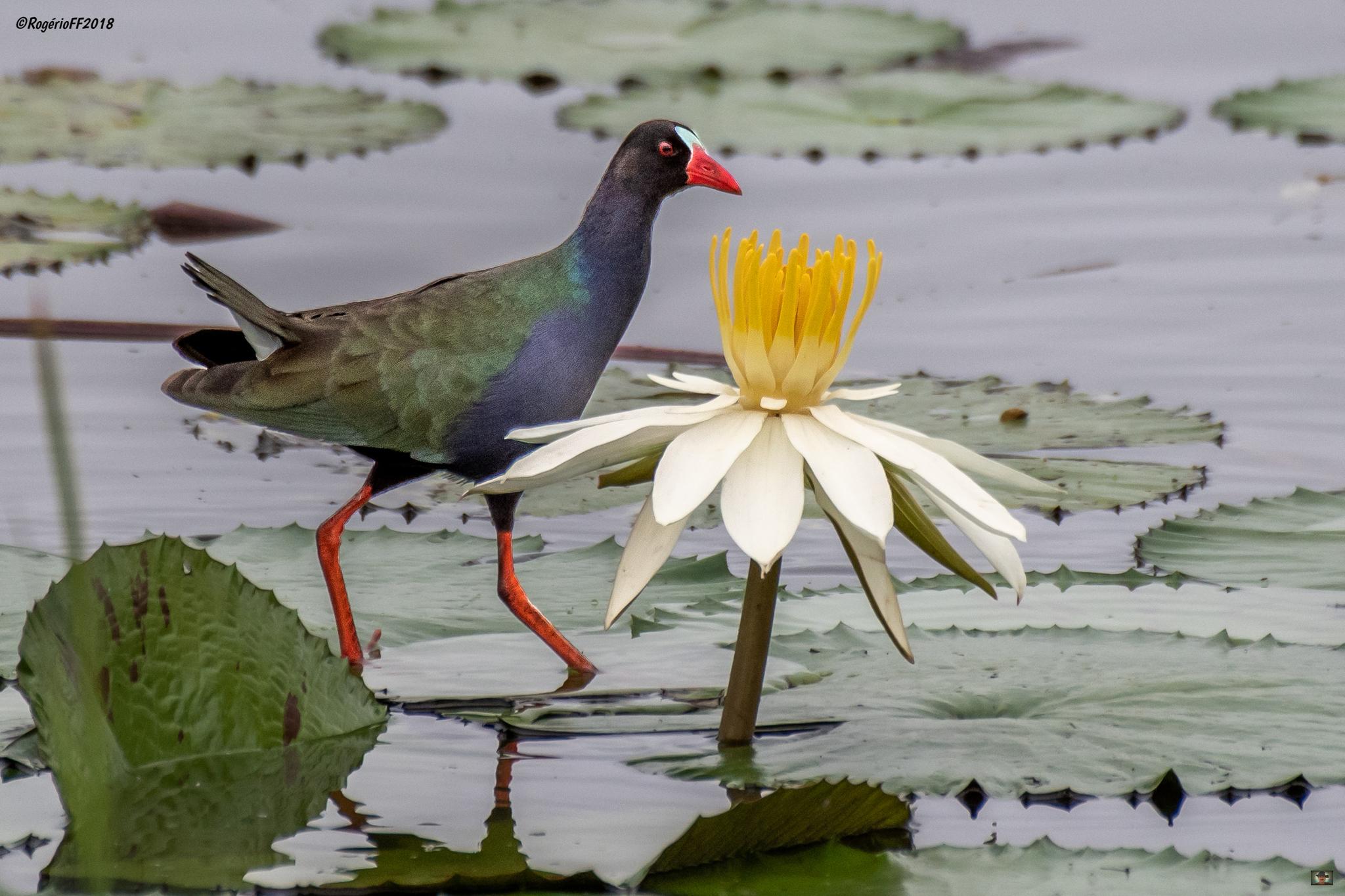Pollona Africana