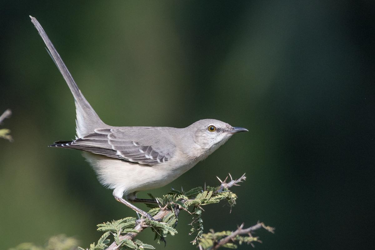 Northern Mockingbird