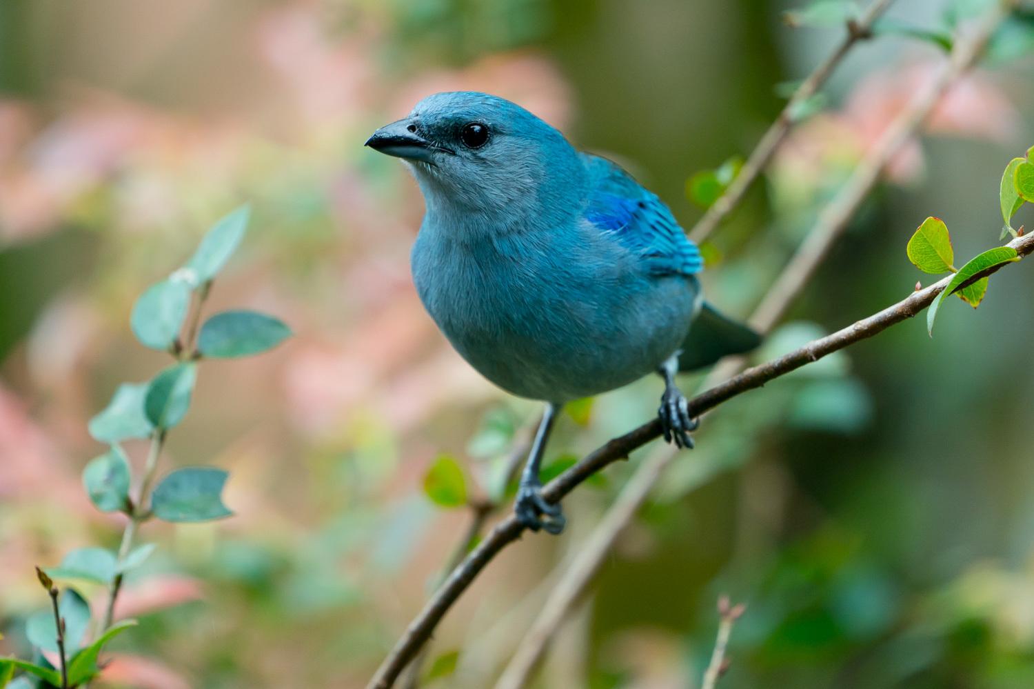 Azure-shouldered Tanager