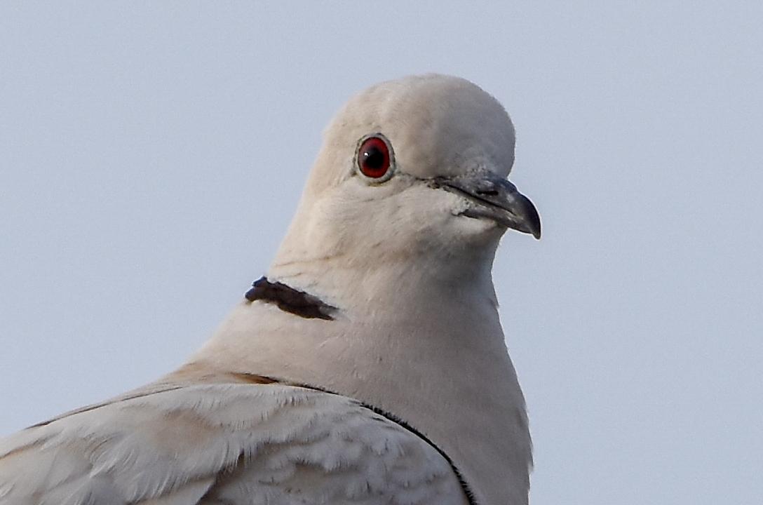 African Collared-Dove