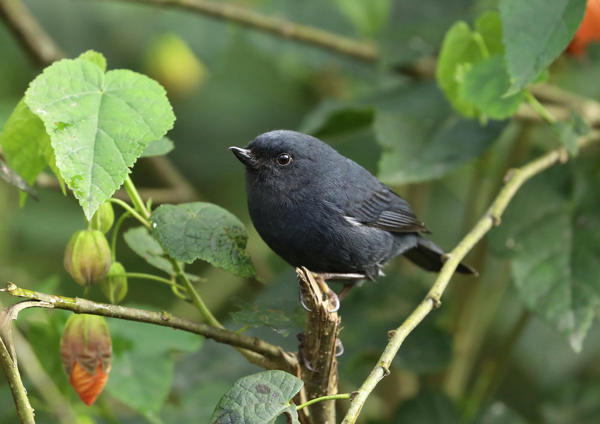 White-sided Flowerpiercer