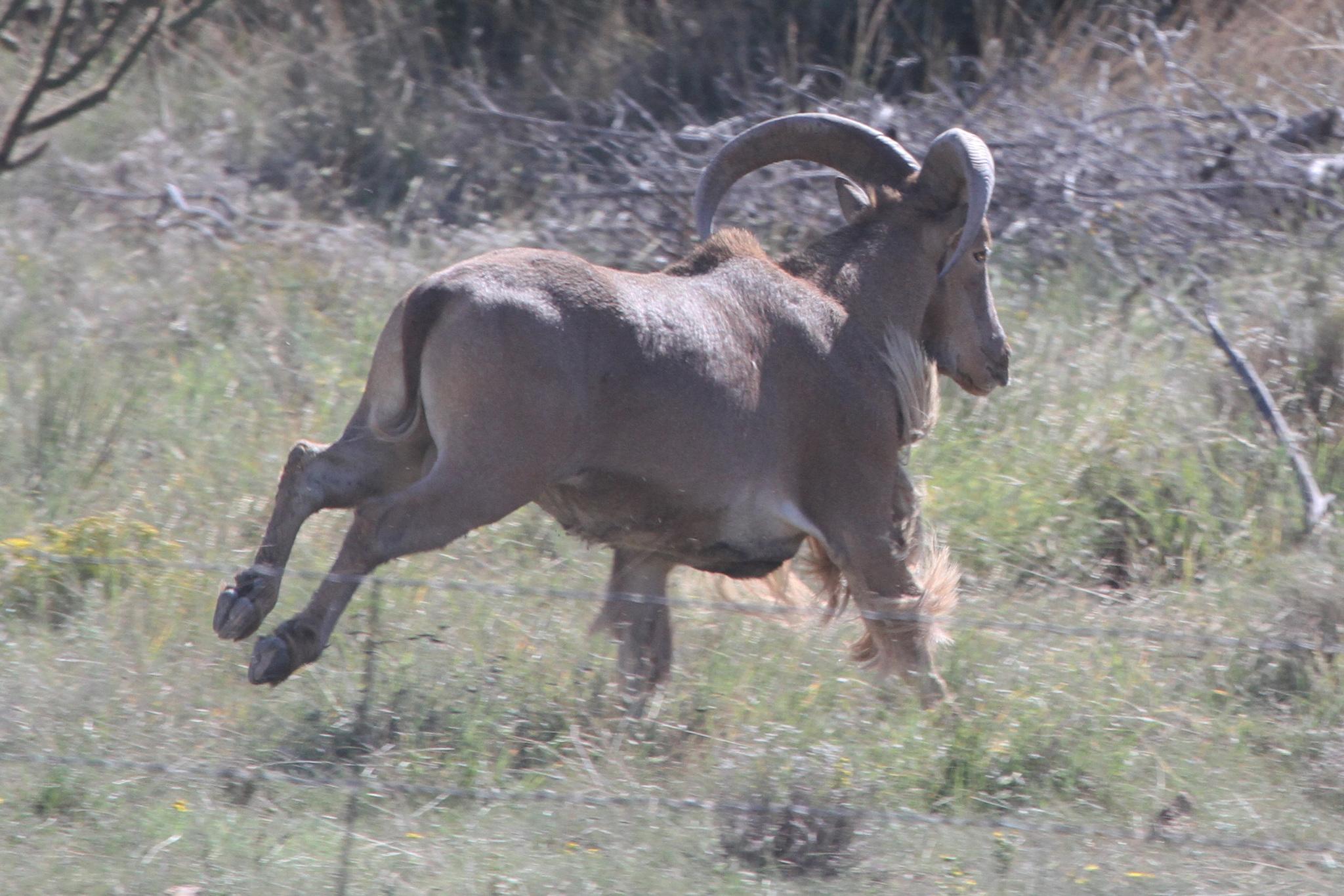 Borregos Aoudad