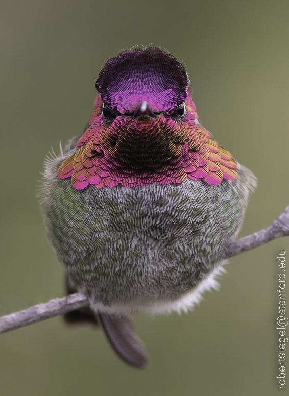 Trochilinae