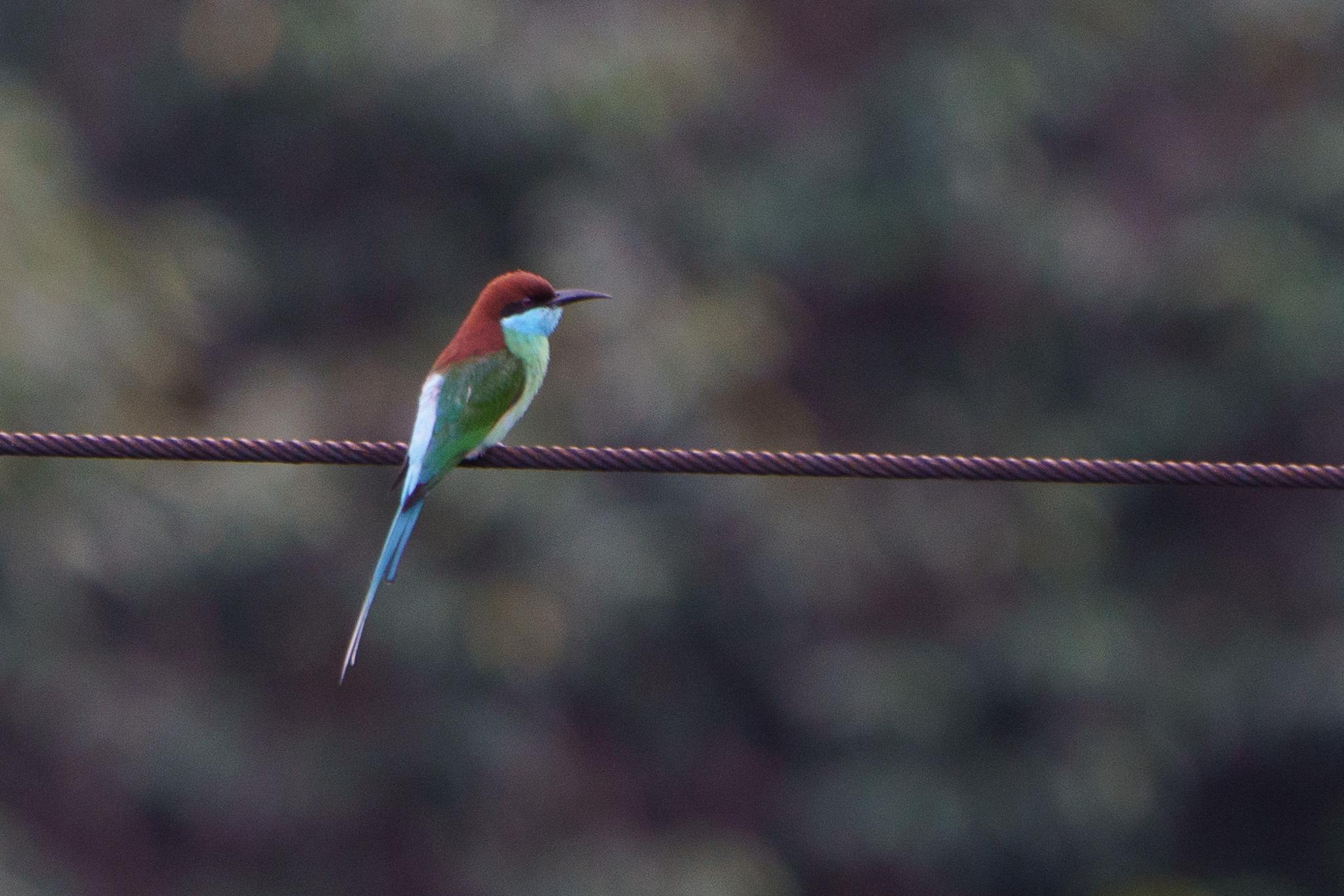 Abejaruco Gorjiazul