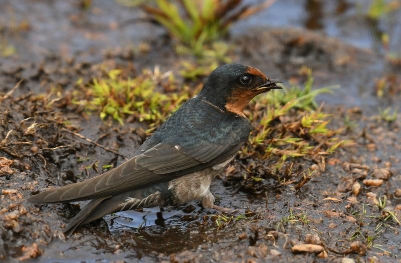 Golondrina de Los Nilgiri