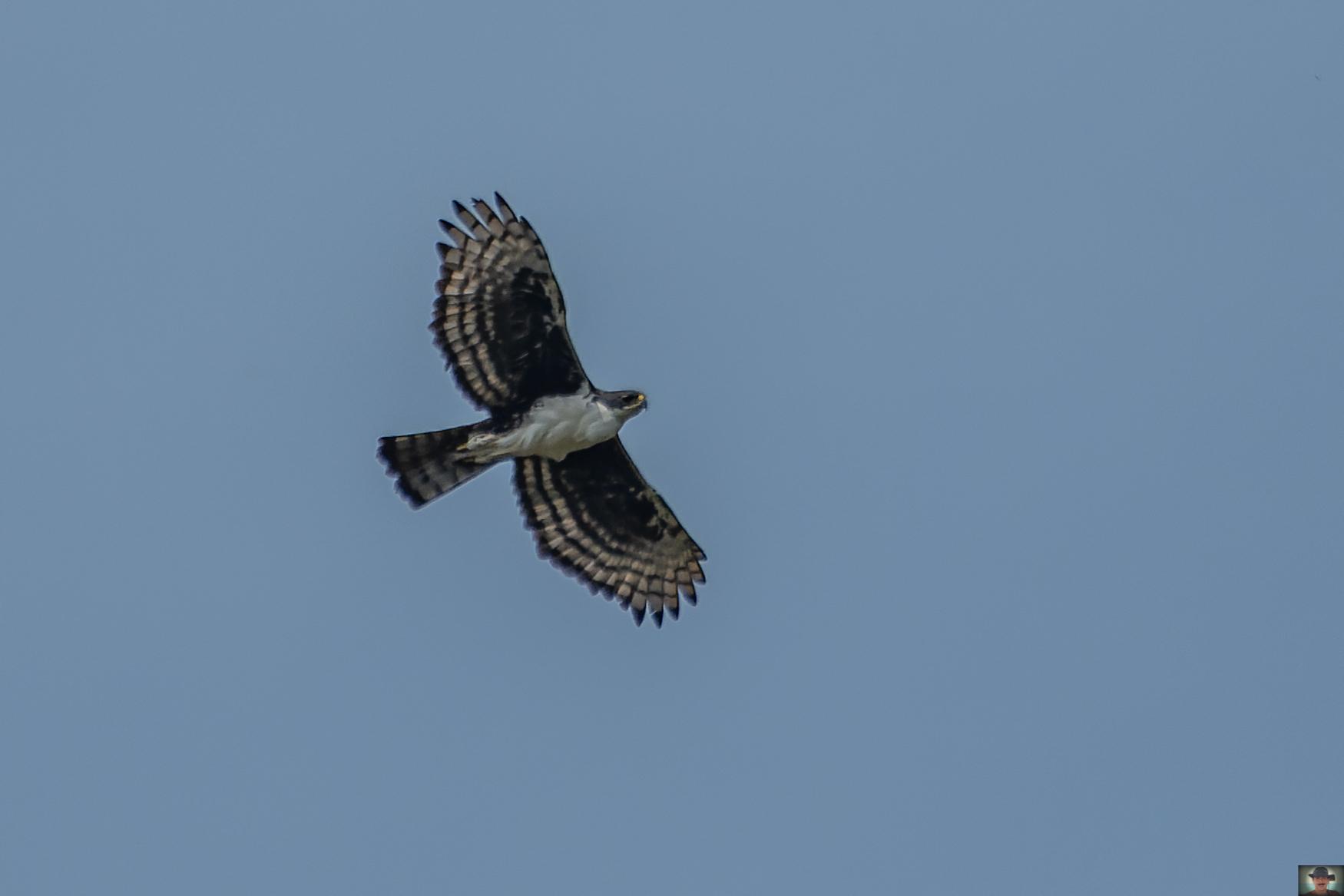 Águila congoleña