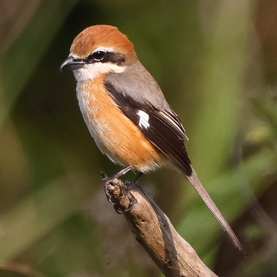 Bull-headed Shrike