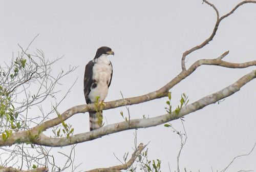 Águila congoleña