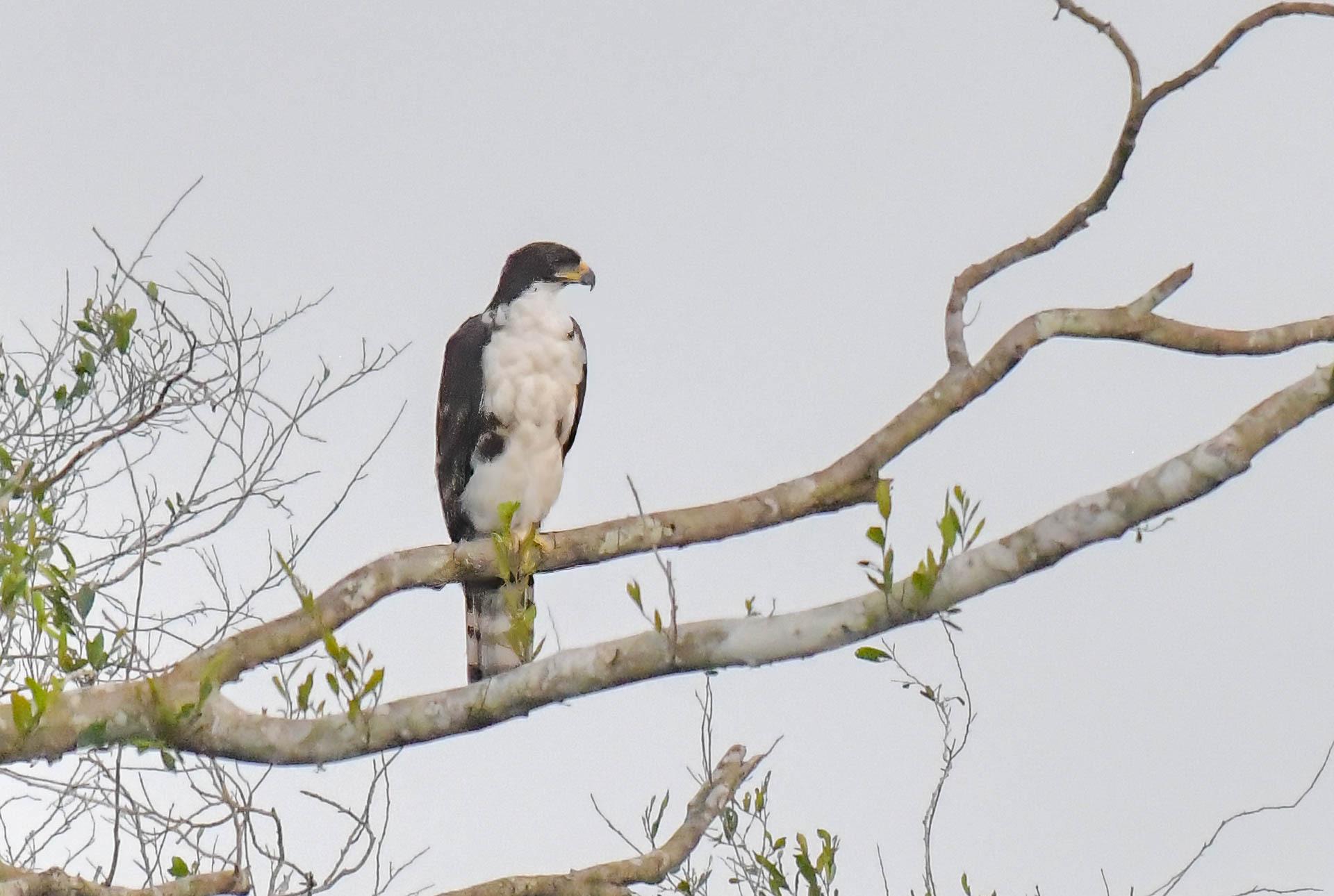 Águila congoleña