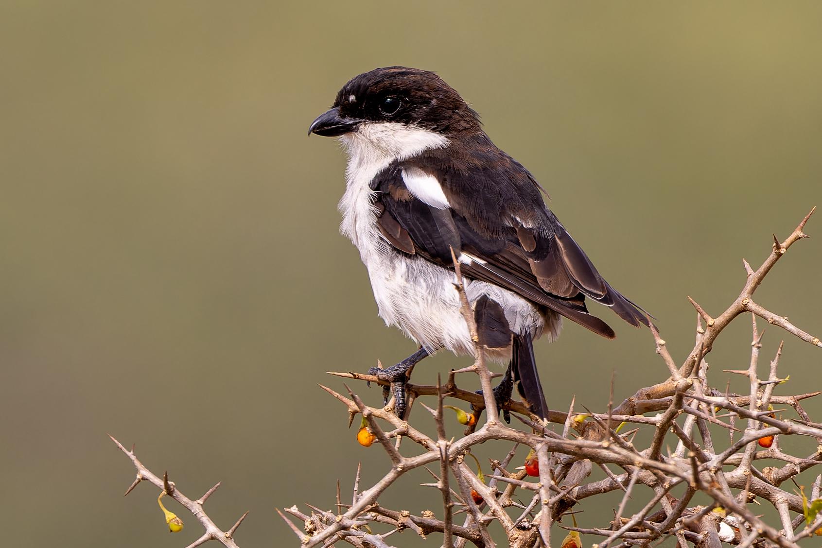 Southern Fiscal