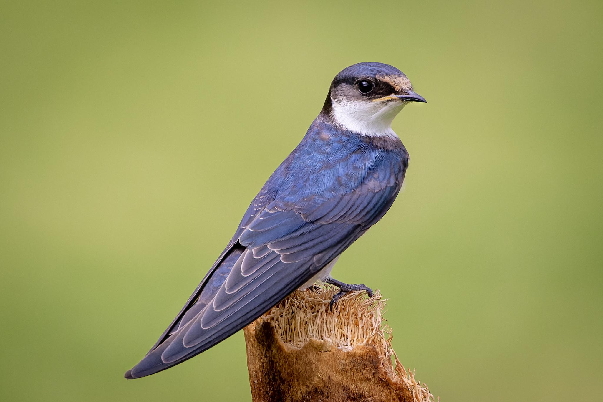 Golondrina Gorgiblanca