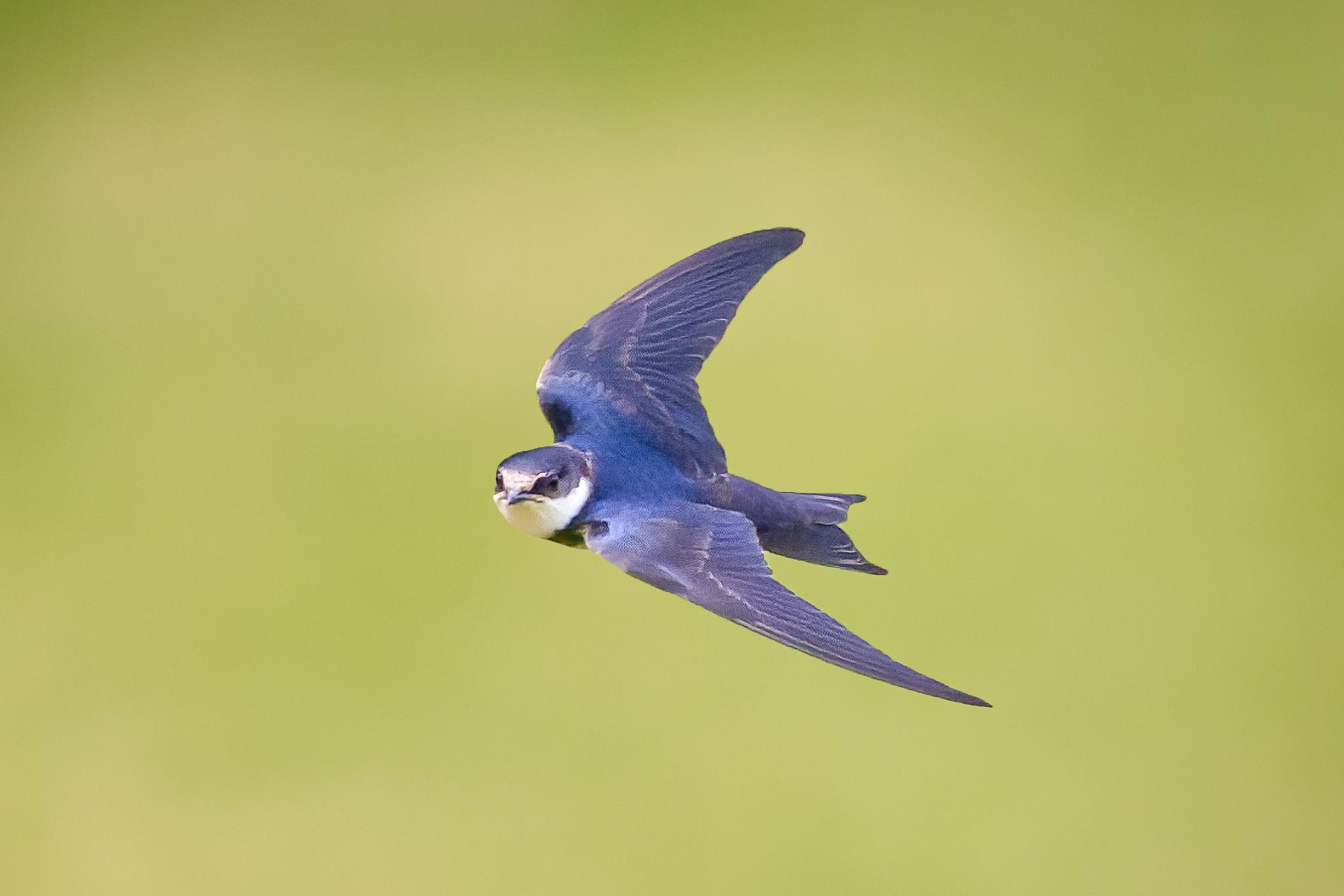Golondrina Gorgiblanca