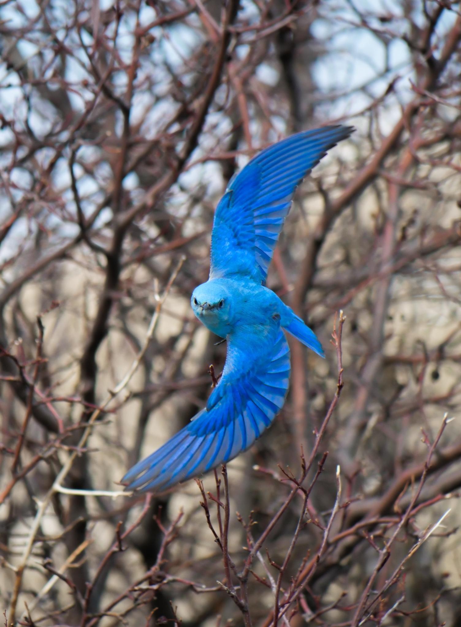 Perching Birds