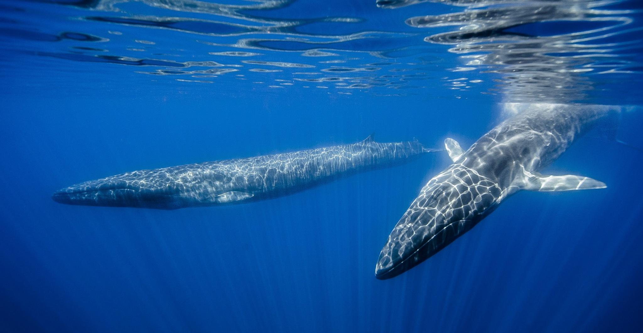Ballena de aleta