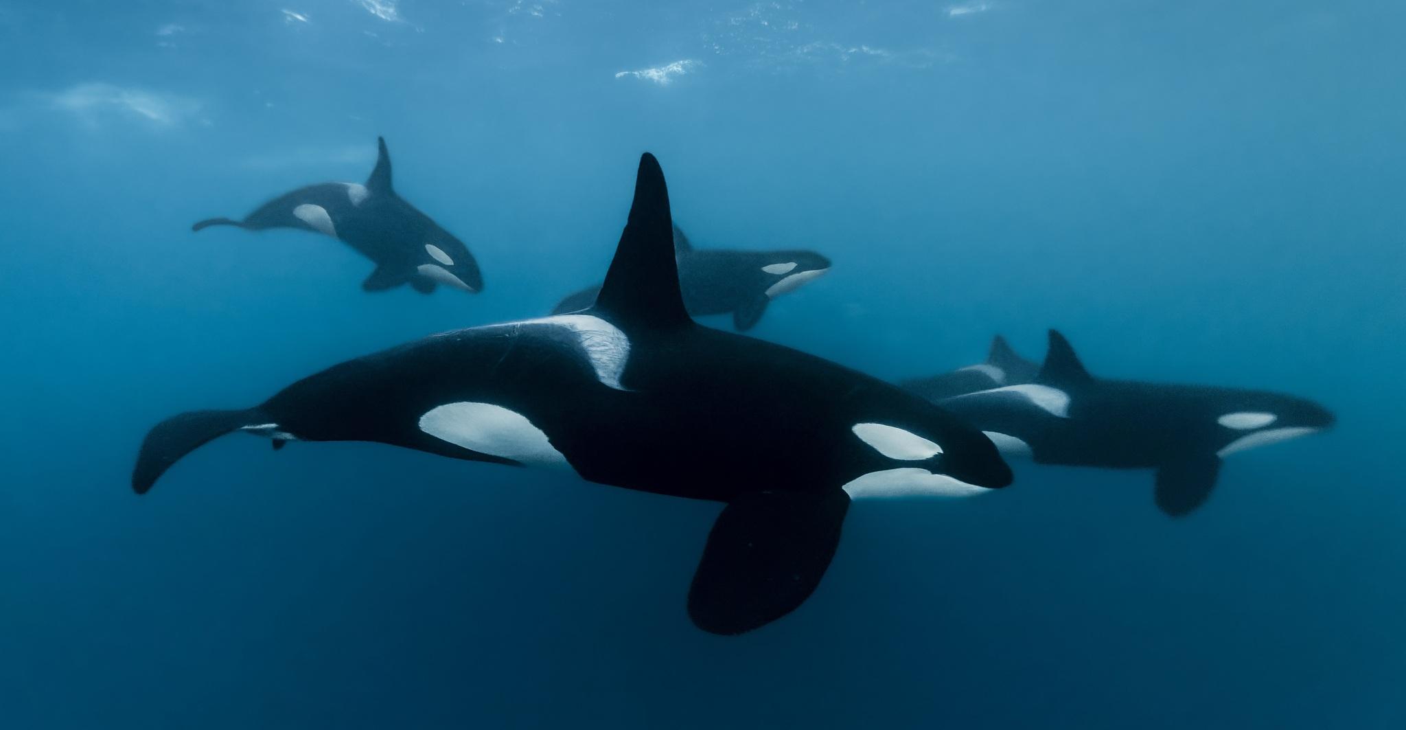 Orca