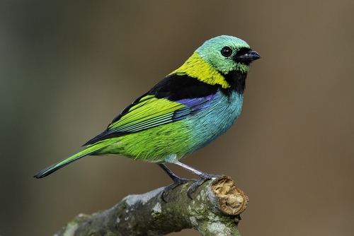 Green-headed Tanager