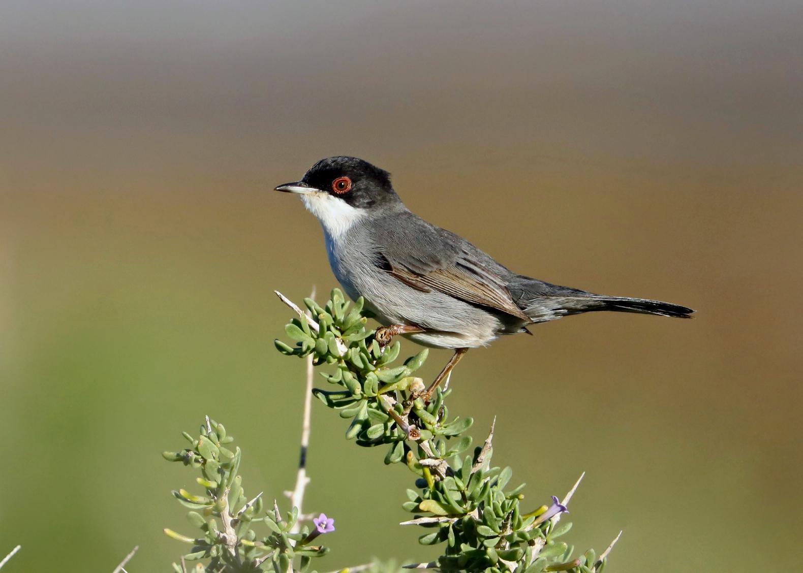 Sardinian Warbler
