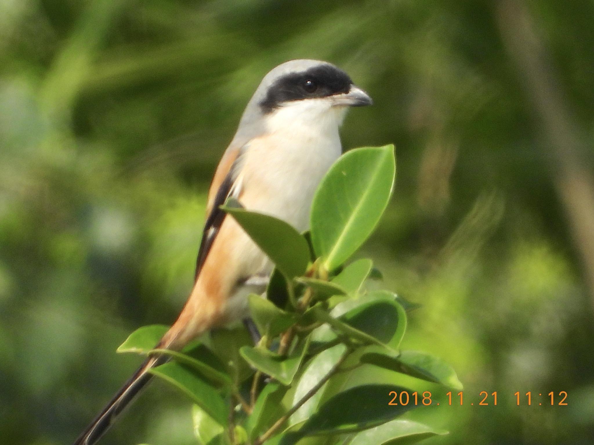 Long-tailed Shrike