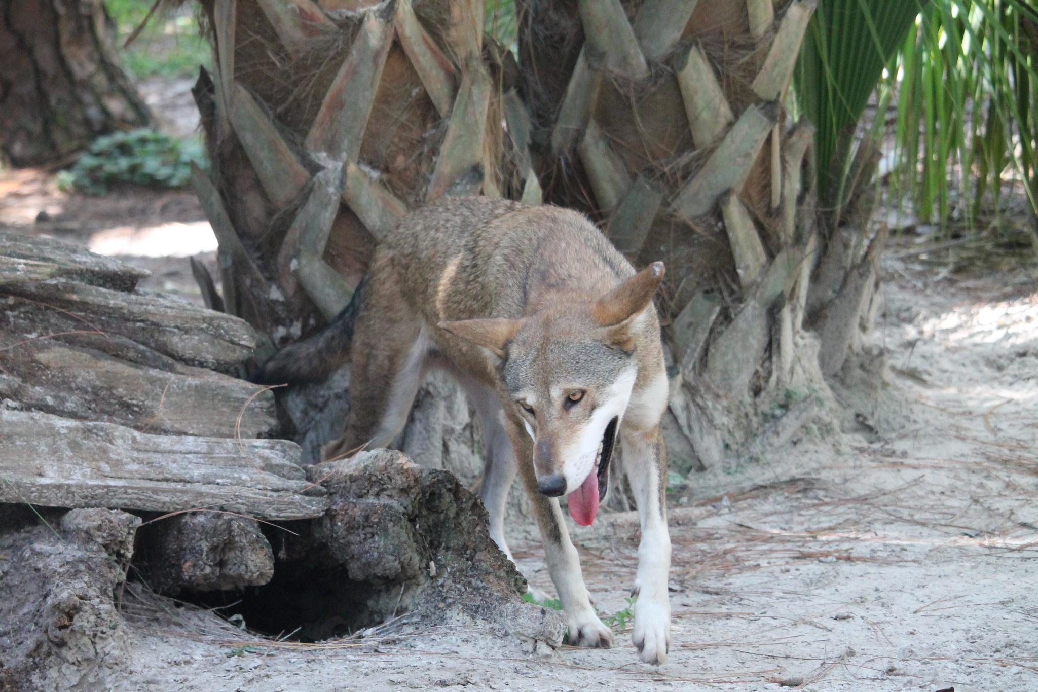 Lobo rojo