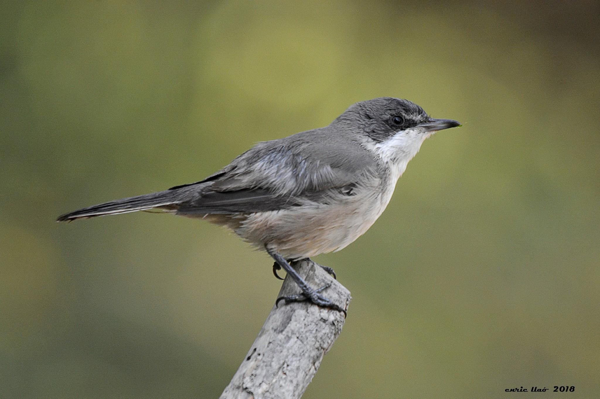 Western Orphean Warbler