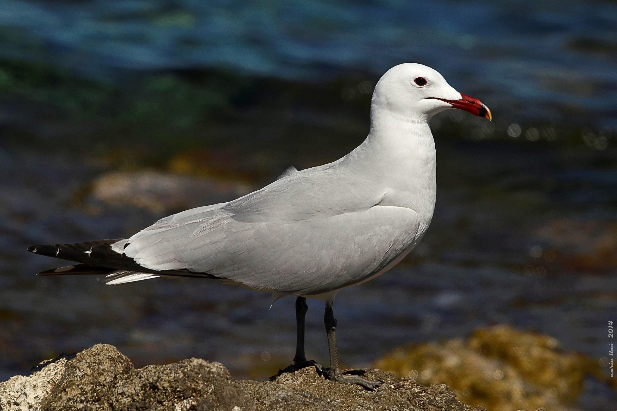 Gaviota de Audouin