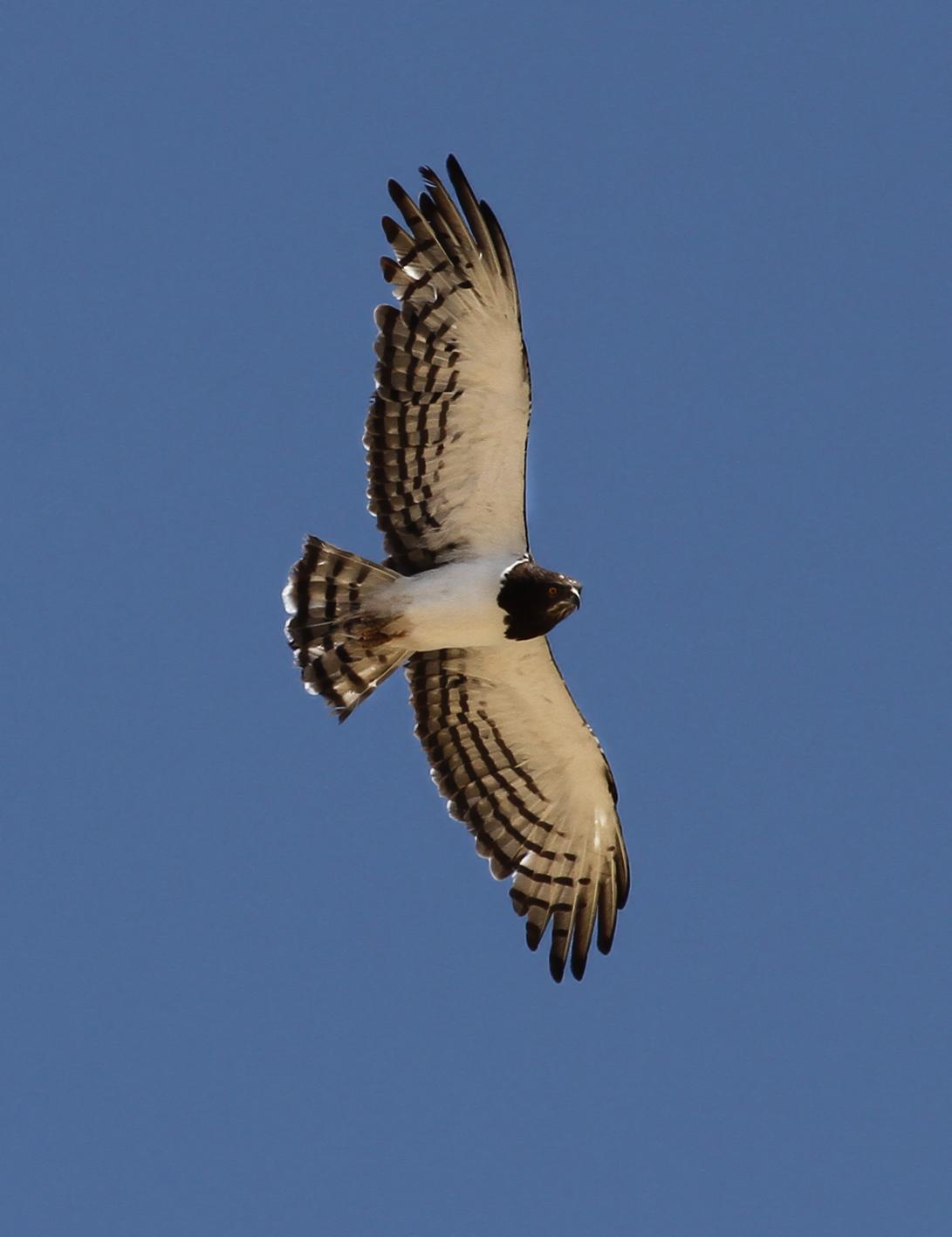 Culebrera pechinegra