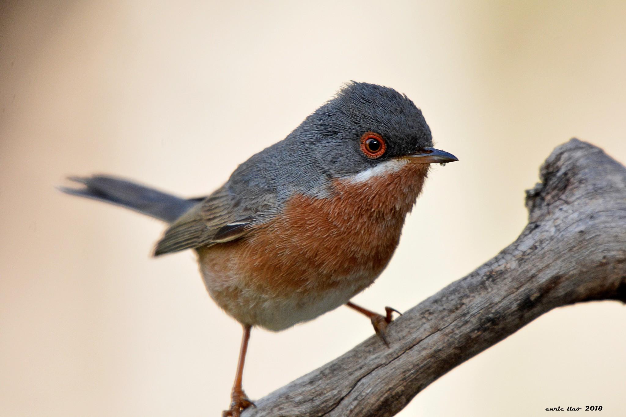 Western Subalpine Warbler