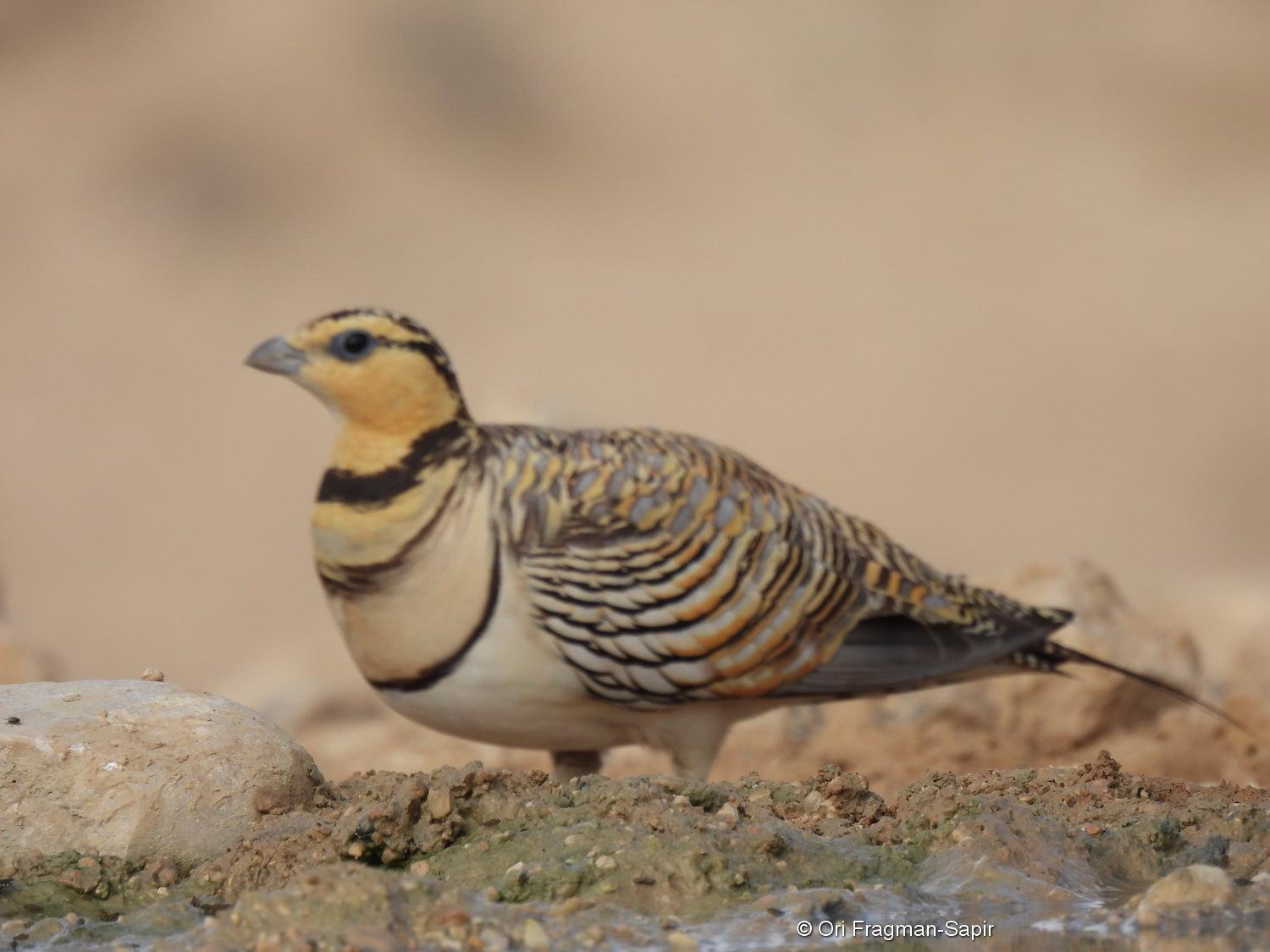 Ganga ibérica