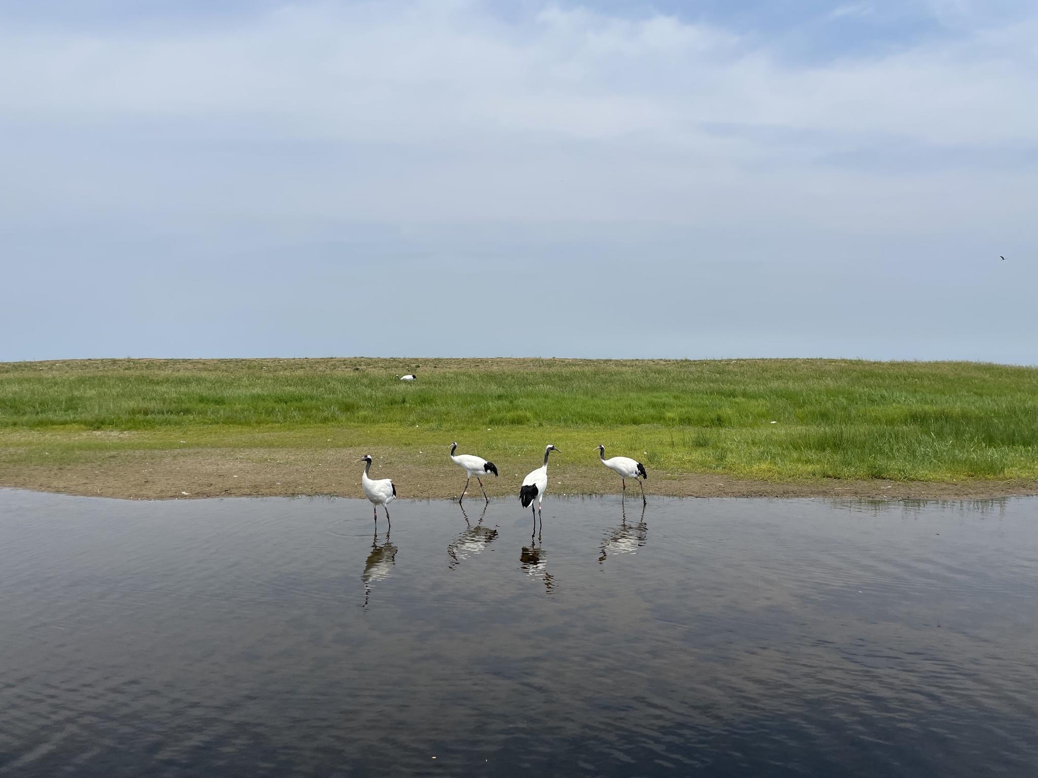 Grulla de Manchuria
