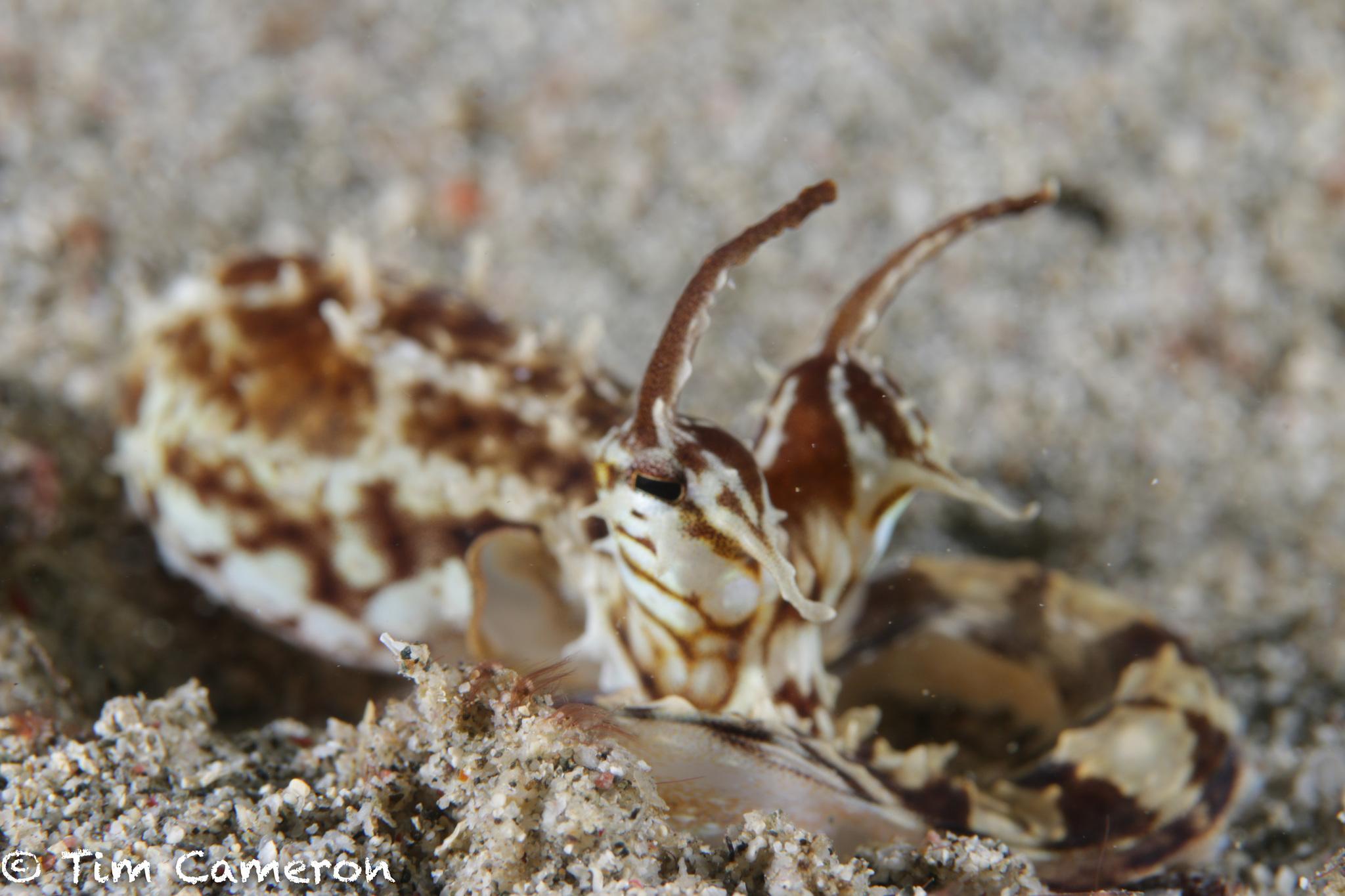 Pulpo mimico