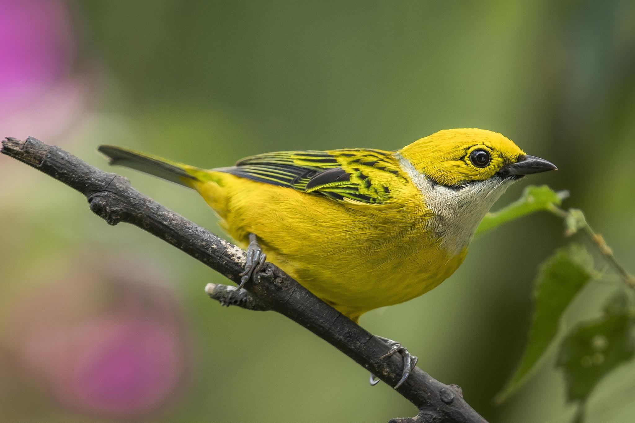 Silver-throated Tanager