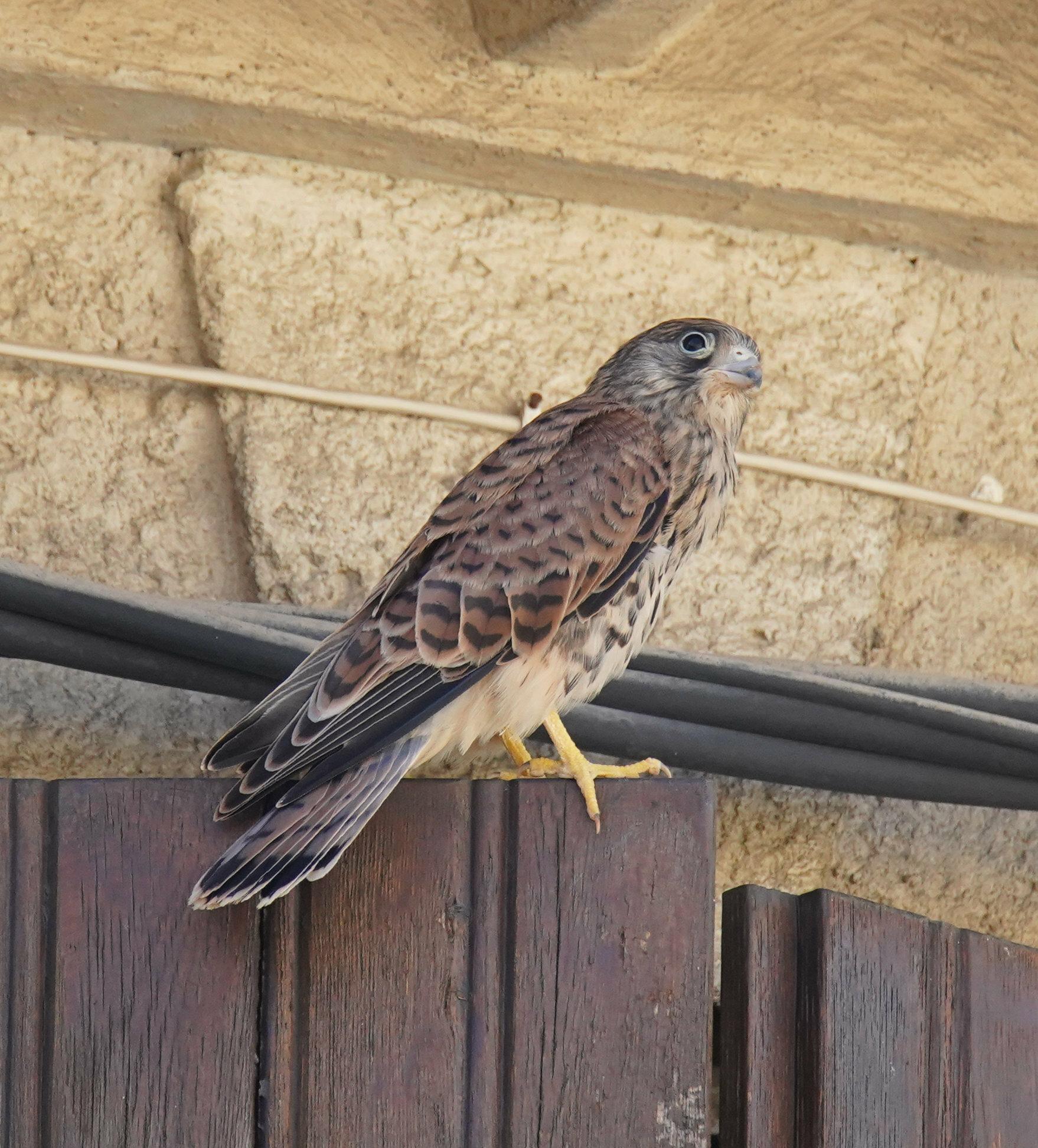 Cernicalo primilla