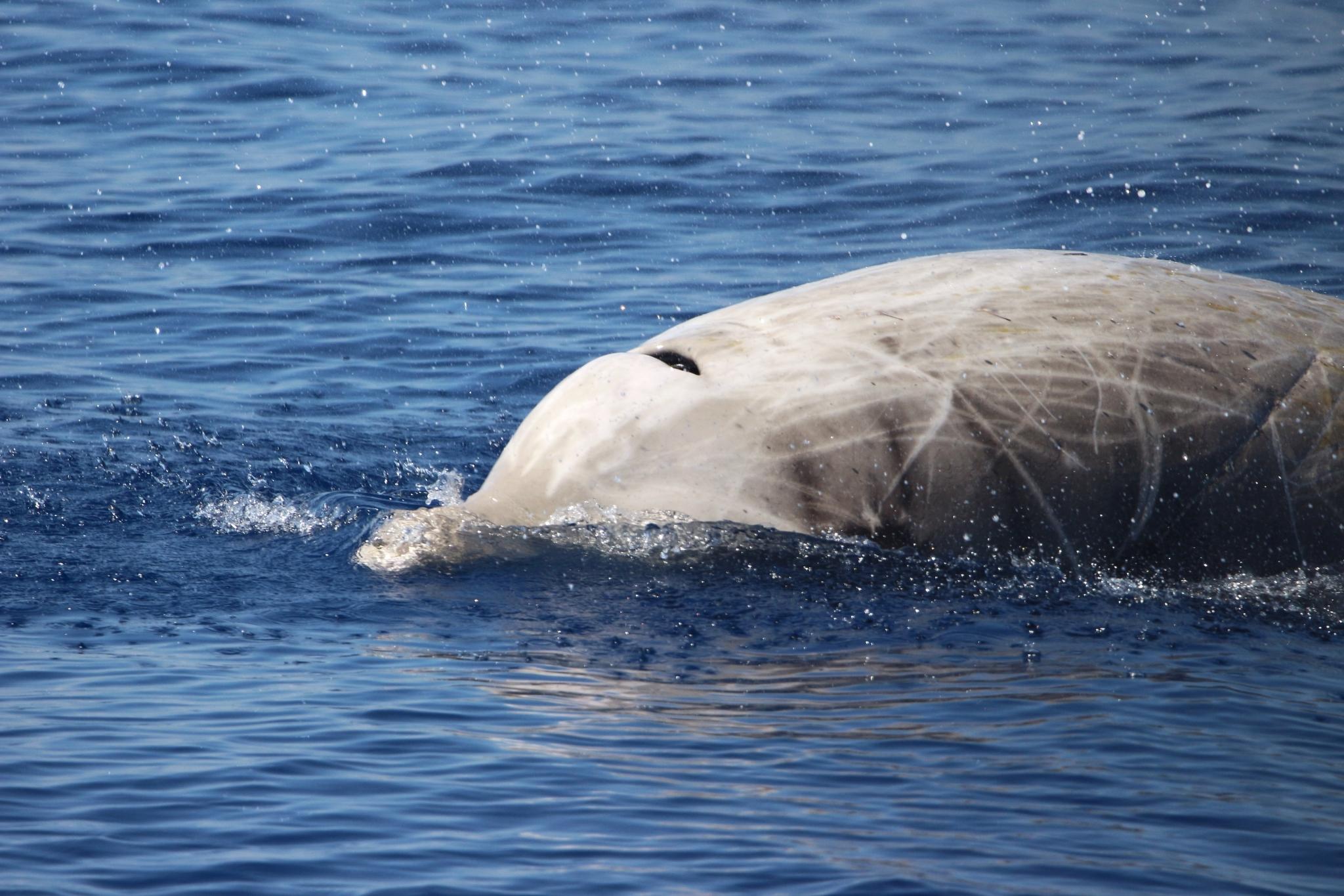 Ballena picuda de Couvier